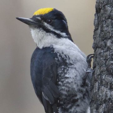 Black-backed Woodpecker