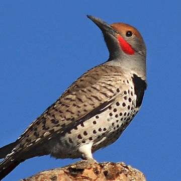 Gilded Flicker