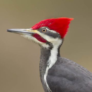 Dryocopus pileatus