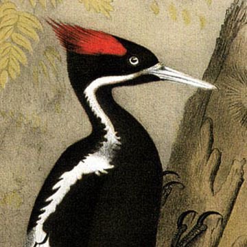 Ivory-billed Woodpecker