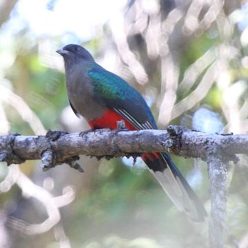 Eared Quetzal