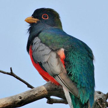 Trogon elegans