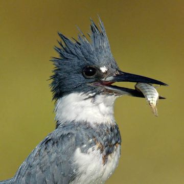 Belted Kingfisher