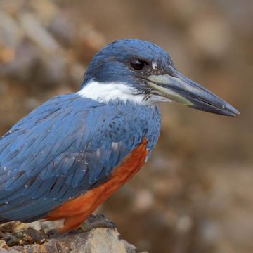 Ringed Kingfisher