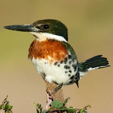 Green Kingfisher