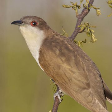 Coccyzus erythropthalmus