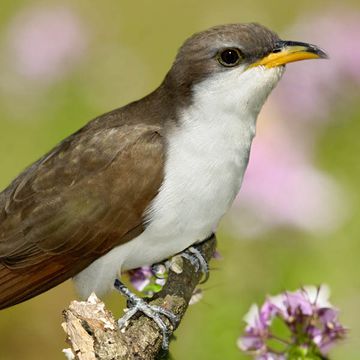 Yellow-billed Cuckoo