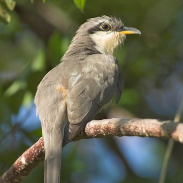 Coccyzus minor