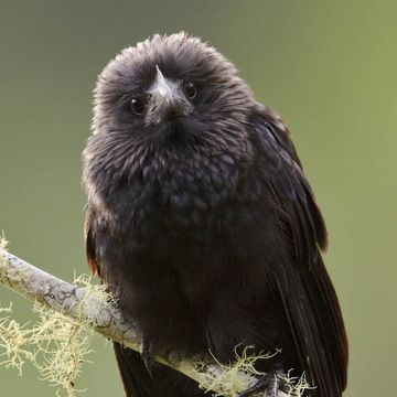 Smooth-billed Ani