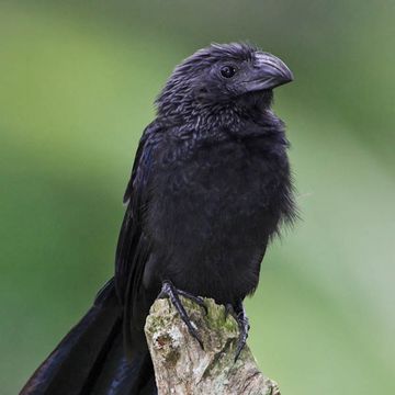 Crotophaga sulcirostris