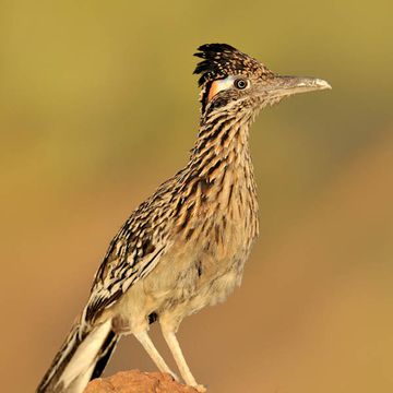 Greater Roadrunner