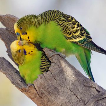 Melopsittacus undulatus