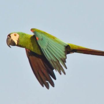 Chestnut-fronted Macaw