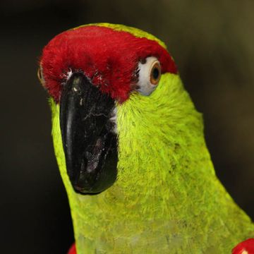 Thick-billed Parrot