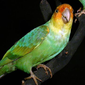 Carolina Parakeet