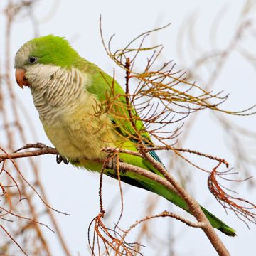 Monk Parakeet