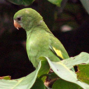 White-winged Parakeet