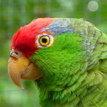 Amazona viridigenalis