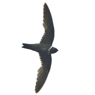 White-collared Swift