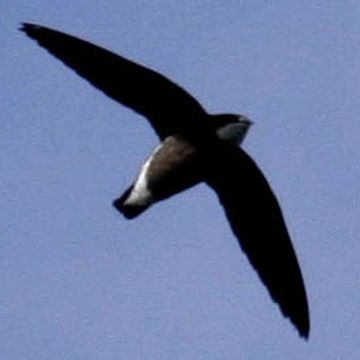 White-throated Needletail