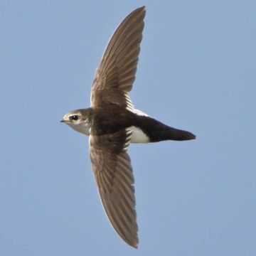 White-throated Swift