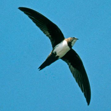 Alpine Swift