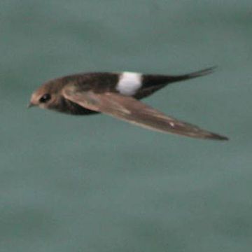 Fork-tailed Swift