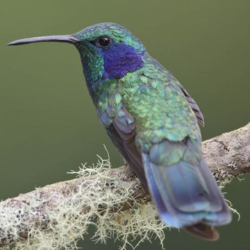 Colibri thalassinus