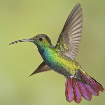 Green-breasted Mango