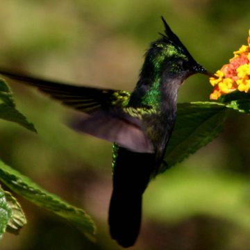 Antillean Crested Hummingbird