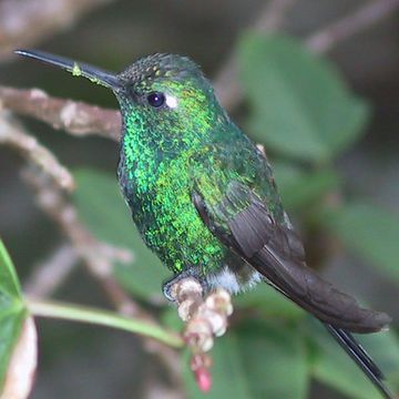 Cuban Emerald