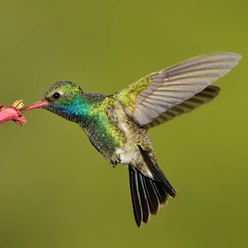 Cynanthus latirostris