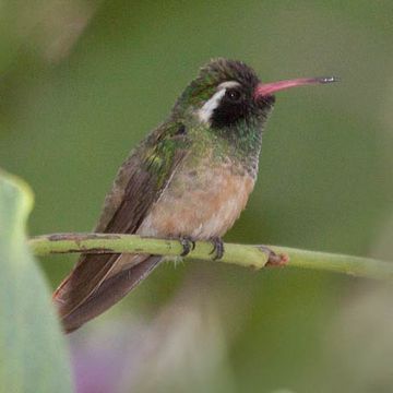 Hylocharis xantusii