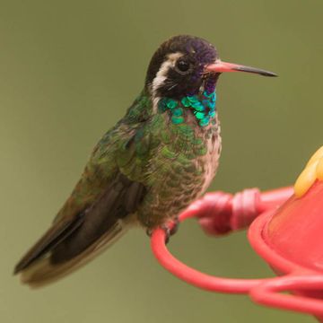 White-eared Hummingbird