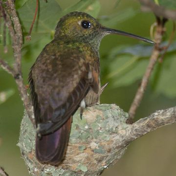 Berylline Hummingbird