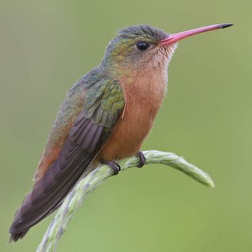 Cinnamon Hummingbird