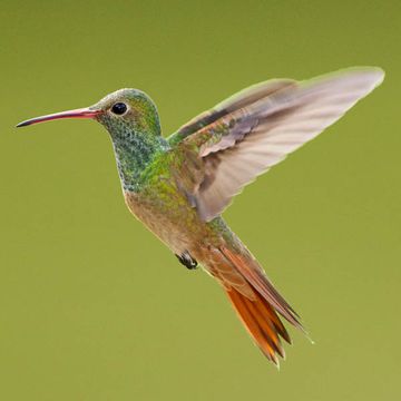 Buff-bellied Hummingbird