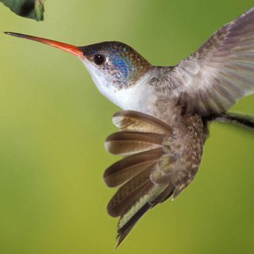 Violet-crowned Hummingbird