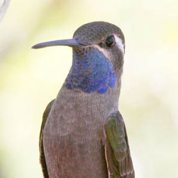 Blue-throated Hummingbird