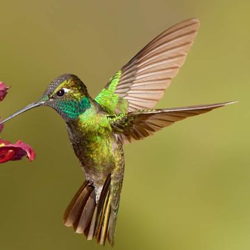 Dickschnabelkolibri