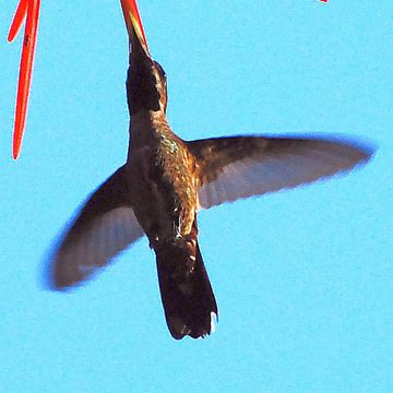 Plain-capped Starthroat