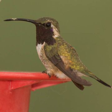 Lucifer Hummingbird