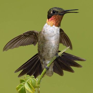 Ruby-throated Hummingbird