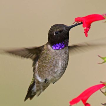 Black-chinned Hummingbird