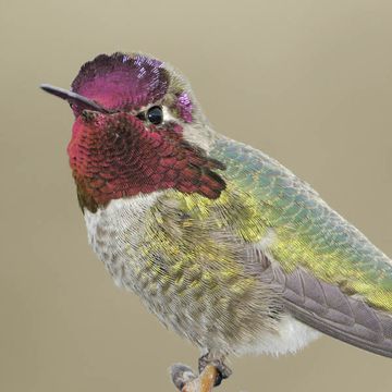 Anna's Hummingbird