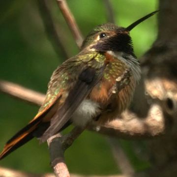 Bahamasternkolibri