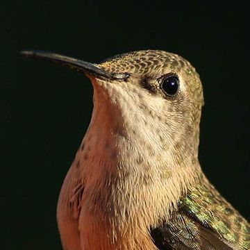 Calliope Hummingbird