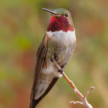 Broad-tailed Hummingbird