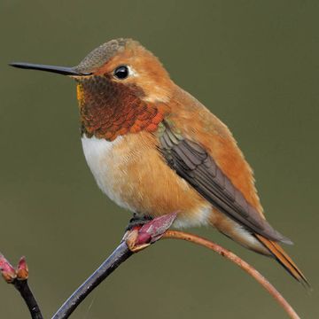 Rufous Hummingbird