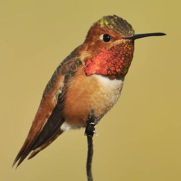 Allen's Hummingbird